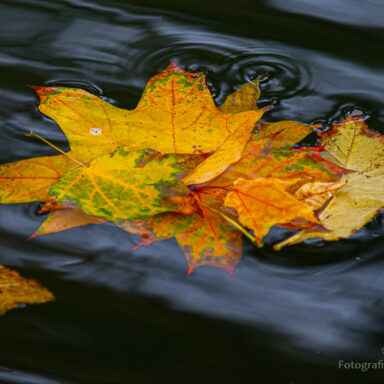 Jesienne liście na wodzie