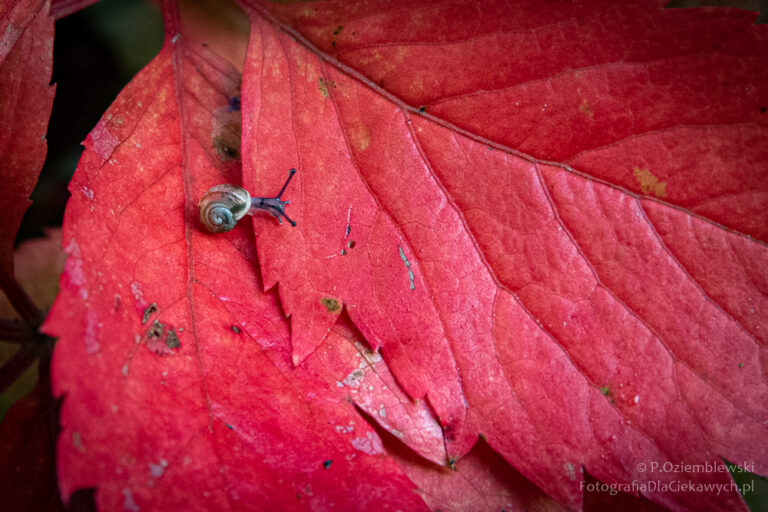 Czerwone liście z gościem