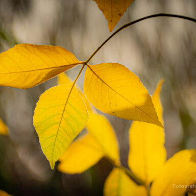 Ciepłe barwy jesieni