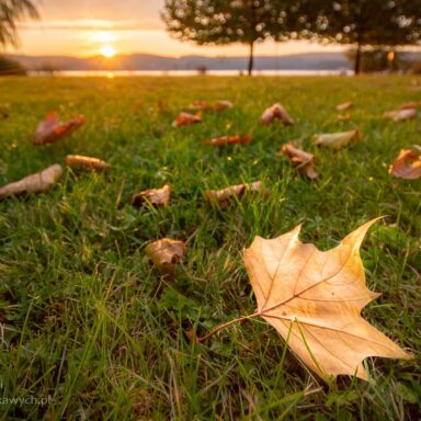 Listek o wschodzie słońca