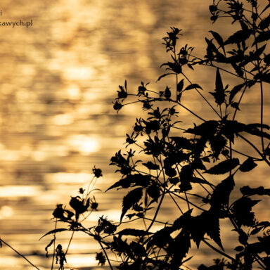 Na tle podświetlonej wody