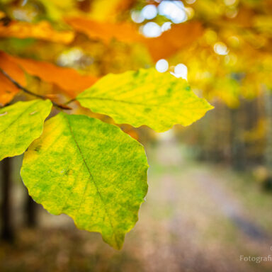 Listki przy małej głębi ostrości