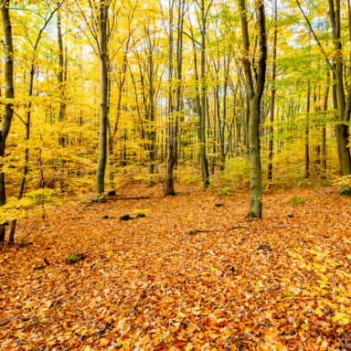 Bukowy las w jesiennej szacie