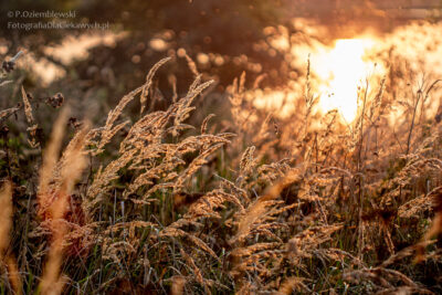 Efekt bokeh na zdjęciach krajobrazowych