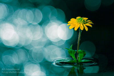 Efekt bokeh w makrofotografii